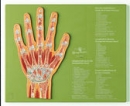 Gelenkschnitt „Hand“ (NS 45)