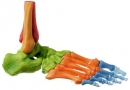 Fuss-Skelett, rechts (Bewegliche Gelenke + Farbe) (QS 22/4)