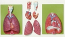 Lunge mit Herz, Zwerchfell und Kehlkopf (HS 7)