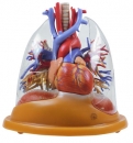 Herz-Lungen Tischmodell (HS 8/2)
