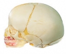 Künstlicher Schädel eines Neugeborenen (QS 3)