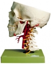 Schädelbasis mit Arterien (QS65/6)