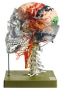 Neuroanatomie-Kopfmodell (QS 65/7)