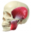 14teiliges Schädelmodell mit Kaumuskeln (QS 8/2M)