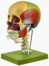 14teiliges Schädelmodell, Kaumuskulatur, Halswirbelsäule u. Zung (QS 8/3C+M)
