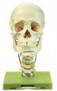 18teiliges Schädel-modell mit Halswirbelsäule und Zungenbein (QS 8/218C)