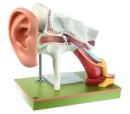 Gehörorgan mit Ohrmuschel (DS 1)