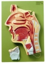 Medianschnitt der Nasen-, Mund- und Rachenhöhle (FS 4)