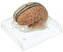 Gehirnmodell (BS 23/3)