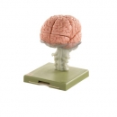 15-teiliges Gehirnmodell (BS 25)