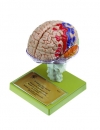 15-teiliges Gehirnmodell mit farbiger Markierung der Rindenfelde (BS 25/1)