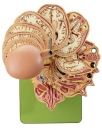 Anatomisches Schnittmodell des Kopfes (BS 5/5)