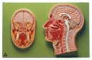 Median- und Frontalschnitt vom Kopf (BS 43)