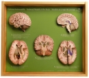 5 Gehirnschnittmodelle (BS 45)