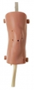 CLA-Arthroskopiemodell vom Kniegelenk (TS 10)