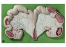 Uterus vom Schwein mit Fetus (Zo 20)