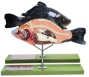 Anatomie eines Knochenfisches (ZoS 105)