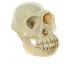 Schimpansen-Schädel (ZoS 53)