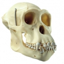 Künstlicher Schimpansen-Schädel (ZoS 53/107)