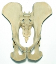 Künstliches Schimpansen-Becken-Skelett (ZoS 53/116)