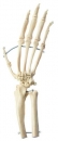 Künstliches Schimpansen-Hand-Skelett (ZoS 53/131)