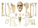 Sammlung typischer Knochen vom Schimpansen (ZoS 53/142)