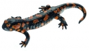 Gefleckter Feuersalamander, Männchen, rote Varietät (ZoS 1001/RV)