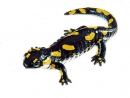 Gefleckter Feuersalamander, Weibchen (ZoS 1002)