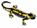 Gebänderter Feuersalamander, Männchen (ZoS 1003)