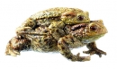 Erdkröte - Paar im Amplexus (ZoS 1013/2)