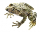 Westlicher Schlammtaucher (ZoS 1211)