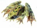 Grasfrosch, Männchen (ZoS 1017)