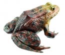 Seefrosch (ZoS 1022)