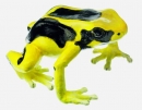 Färberfrosch, Weibchen, Dendrobates Tinctorius (ZoS 1252/1)