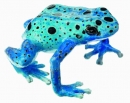 Blauer Pfeilgiftfrosch, Dendrobates Tinctorius "Azureus" (ZoS 1252/2)