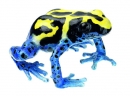 Dendrobates Tinctorius, Färberfrosch, Weibchen, Blau-Gelb-Schwar (ZoS 1252)