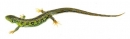 Zauneidechse, Männchen (ZoS 1030)
