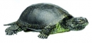 Europäische Sumpfschildkröte, Männchen (ZoS 1025)