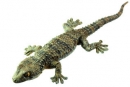 Mauergecko (ZoS 1204)