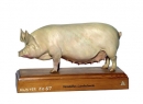 Veredeltes Landschwein (Zo 67)