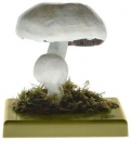 Schafchampignon, Anisegerling (BoS 44)