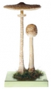 Riesenschirmling, Parasol (BoS 46)