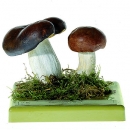 Brauner Ledertäubling (Bo 92)