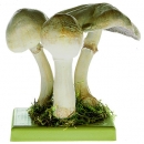 Dünnfleischiger Anischampignon (Bo 145)