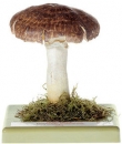 Perlhuhnchampignon (Bo 162)