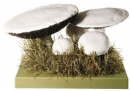 Wiesenchampignon, Feldegerling (BoS 224)