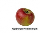 Goldrenette von Blenheim (03/14)