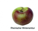 Rheinischer Winterrambur (03/20)