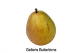 Gellerts Butterbirne (08/10)