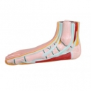 Plattfu&szlig;, pes planus